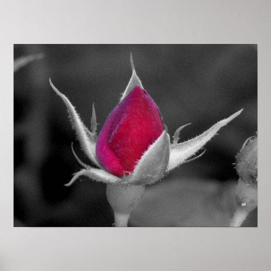 レッドローズ ポスター (正面)