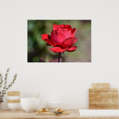 レッドローズ ポスター (キッチン)
