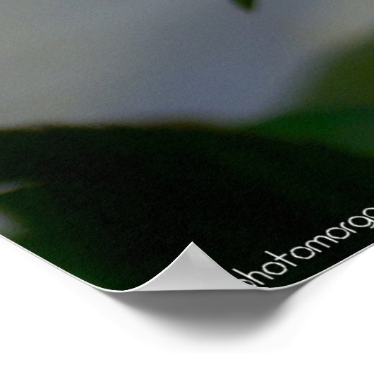 レッドローズ ポスター (角)