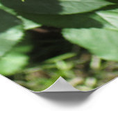 レッドローズ ポスター (角)