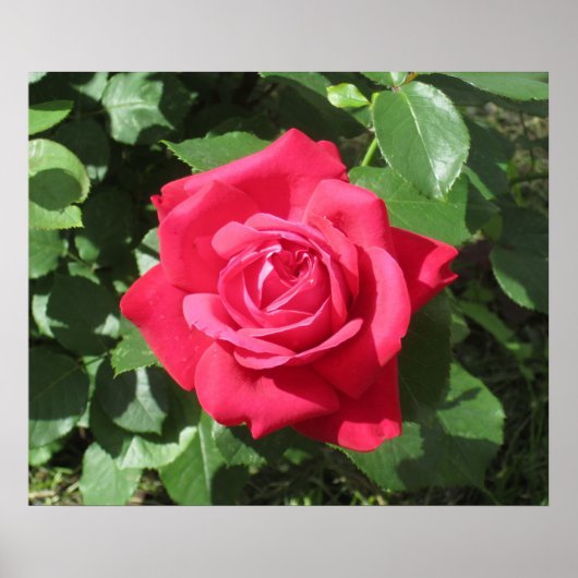 レッドローズ ポスター (正面)