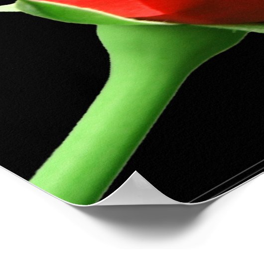 レッドローズ ポスター (角)