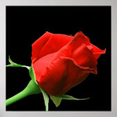 レッドローズ ポスター (正面)