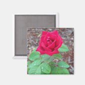 レッドローズ マグネット (正面/裏面)