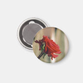 レッドローズ マグネット (正面/裏面)