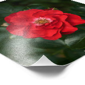 レッドローズP6568 フォトプリント            (角)