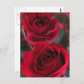 レッドローゼス写真 ポストカード (正面/裏面)