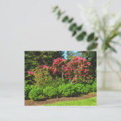 レッドロードデンドロンズビュートパーク、カーディフ、ウェールズPostca ポストカード (スタンド正面)