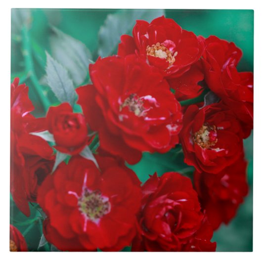 レッドロー淡い色のズグリーン葉 タイル (正面)