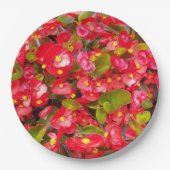 レッドワックスベゴニアスフローラ ペーパープレート (正面)