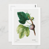 レッドヴェボタニカル「イチジク」ポストカード ポストカード (正面/裏面)