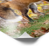 レッド与えキツネザルック フォトプリント            (角)