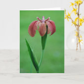 レッド先住民ルイジアナアイリスカード カード (黄色い花)