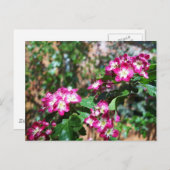 レッド春ホーソーン ポストカード (正面/裏面)