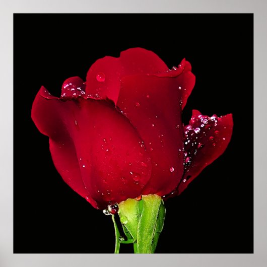 レッド結婚バラ ポスター (正面)