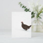 レッド・グラウス ポストカード (スタンド正面)