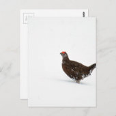 レッド・グラウス ポストカード (正面/裏面)