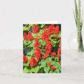 レッド・サルビア… カード (正面)