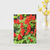 レッド・サルビア… カード (黄色い花)