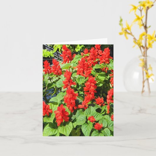 レッド・サルビア… カード (黄色い花)