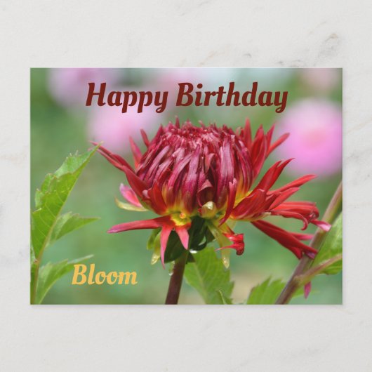 レッド ダリア 開花準備完了 誕生日写真 ポストカード (正面)