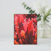 レッド・ティ ポストカード (スタンド正面)