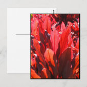 レッド・ティ ポストカード (正面/裏面)