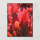 レッド・ティ ポストカード (正面)