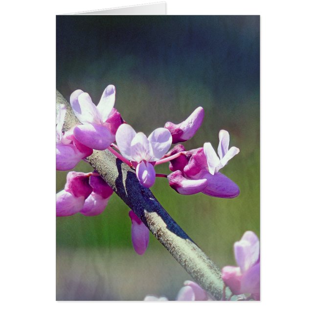 レッド・バド (正面)