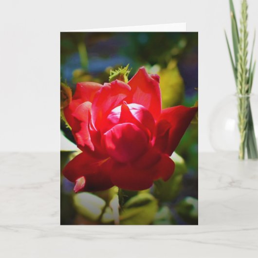 レッド・ローズ、カード カード (正面)