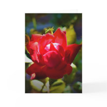 レッド・ローズ、カード