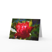 レッド・ローズ、カード