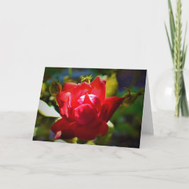 レッド・ローズ、カード カード