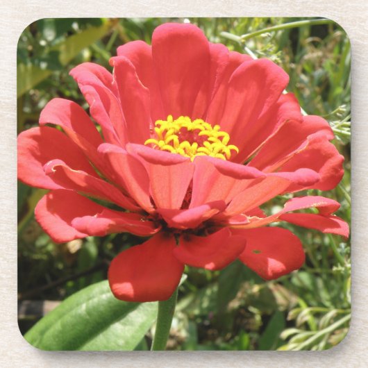 レッド《植物》百日草コックコースター コースター (正面)