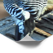 レッド（鳥）ショウジョウコウカンチョウとレッドベリーウッドペッカー ポスター (角)