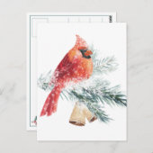 レッド(鳥)ショウジョウコウカンチョウスノーウィーブルースプルースブランチ冬のシーン ポストカード (正面/裏面)