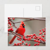 レッド（鳥）ショウジョウコウカンチョウバードフォレストベリー シーズンポストカード (正面/裏面)