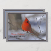 レッド(鳥)ショウジョウコウカンチョウホリデーカード シーズンカード (正面/裏面)