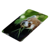 レッパンダ002 マグネット (左側)