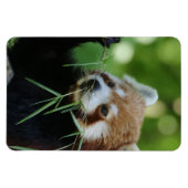 レッパンダ002 マグネット (横)