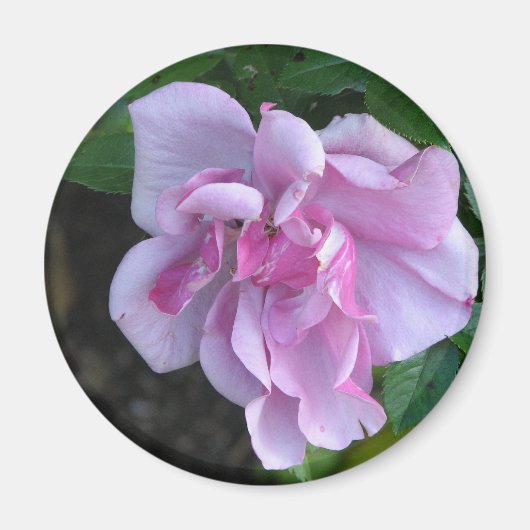 レディかわいらしー092 マグネット (正面)