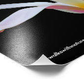 レディエレガントチューリップホワイトピンクの花 フォトプリント (角)