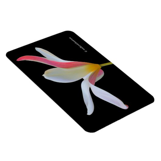 レディエレガントチューリップホワイトピンクの花 マグネット (右側)