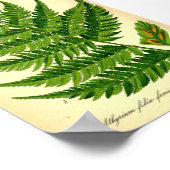 レディシダ(Athyrium filix-femina) ポスター (角)