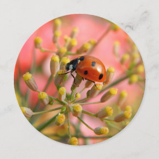 レディバグパーティの招待状 招待状