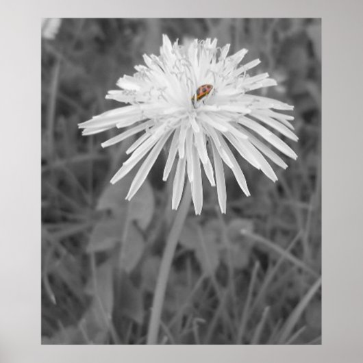 レディバグ ポスター (正面)