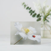 レディバードとモンタナのクレマチス ポストカード (スタンド正面)