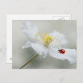 レディバードとモンタナのクレマチス ポストカード (正面/裏面)