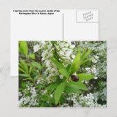 レディブグ ポストカード (正面/裏面)