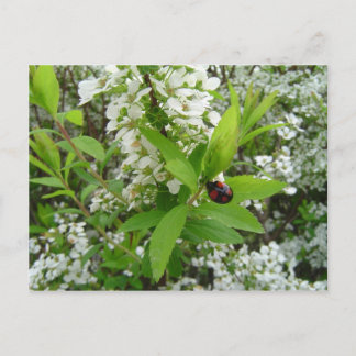 レディブグ ポストカード